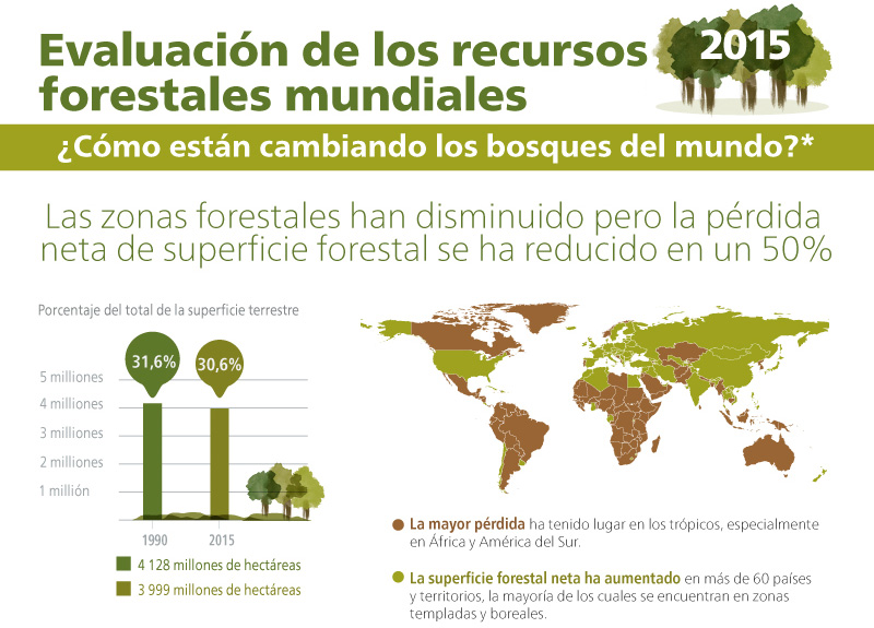 C Mo Est N Cambiando Los Bosques Del Mundo Camara Forestal De Bolivia