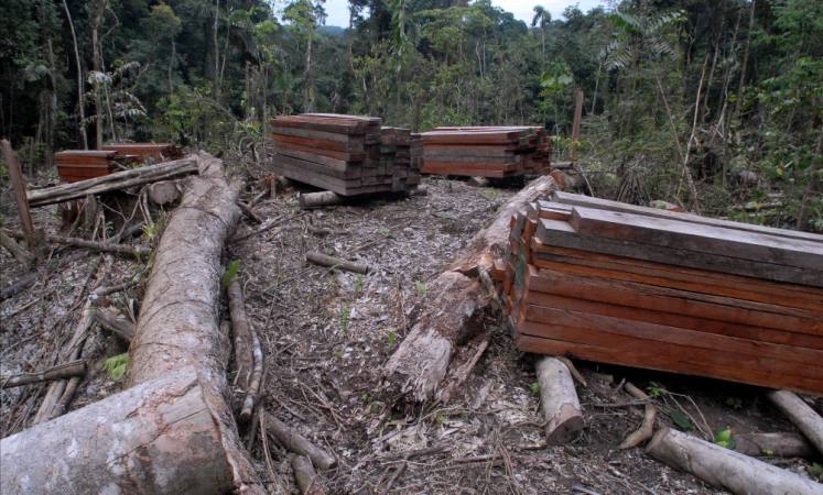 Ecuador: Veda de 10 años para el árbol de caoba, anuncia el Gobierno -  Camara Forestal de Bolivia