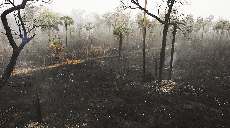     Una zona afectada por el incendio en la Chiquitanía. | AFP     [Bosques arrasados por el fuego en la Chiquitanía. | AFP]     Bosques arrasados por el fuego en la Chiquitanía. | AFP