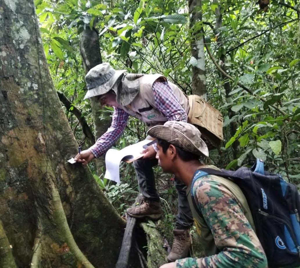 PRODUCCIÓN. La actividad forestal boliviana puede producir $us 2 mil millones al año si se maneja las 28 millones de hectáreas de bosques productivos. Actualmente sólo 11 millones están bajo manejo. Los restantes 17 millones de hectáreas están abandonadas. FOTO: ABT