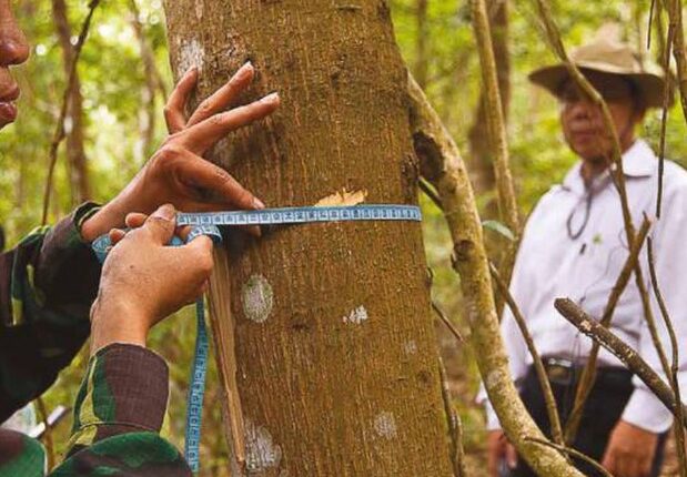 n la década de los 90, Bolivia se convirtió en un ejemplo de sostenibilidad al lograr ser el campeón mundial en el manejo de bosques tropicales certificados con el Sello Verde